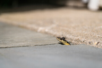 Close-up of small yellow and black peeking out of crack in pavement.