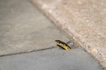 Close-up of small yellow and black peeking out of crack in pavement.