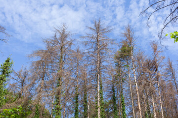 Waldsterben, Nadelwald, Stemweder Berg, Neidersachsen, Deutschland, Europa