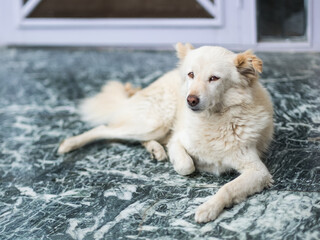 A white dog rests comfortably on a green stone patio