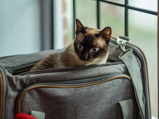 A Siamese cat looks out of a carrier while traveling