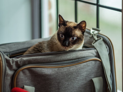 A Siamese Cat Looks Out Of A Carrier While Traveling