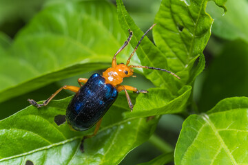 A bright beetle is crawling over garden leaves with leaf damage