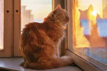 A ginger cat is sitting on the window sill and looking outside