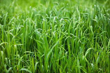 Sprouts of young green wheat. Young cereals. Subsistence farming