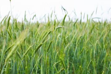 Green field of young rye on the farm. Agriculture