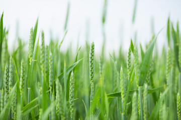 Field of green young wheat. Breeding of new varieties of cereals