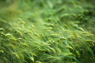 Field of thick green young barley on the farm. Inspection of cereals before harvest