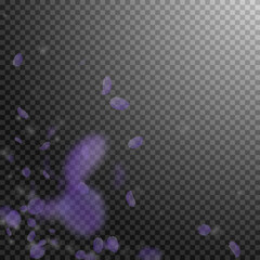 Violet flower petals falling down. Worthy romantic