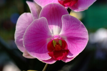 Fototapeta na wymiar a delicate scarlet pink flower Phalaenopsis orchid plants