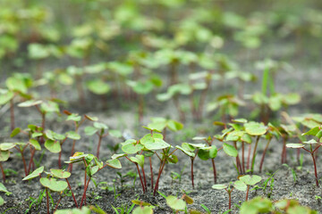 Sprouts of young buckwheat on a farm field. Agriculture