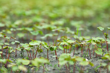 Young buckwheat grows on the farm. Natural agriculture
