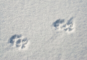 dog paws imprinted in the snow
