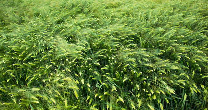 Background of thick green barley blowing in the wind on the farm