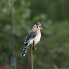 juvenile blue jay (Cyanocitta cristata) perched on a garden post