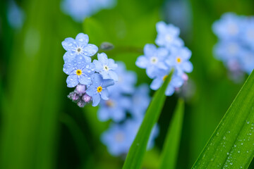 Beautiful little blue flowers, Myosotis scorpioides (Myosotis palustris). Bunch of blue water Forget-me-not blossom. Spring background, selective focus.
