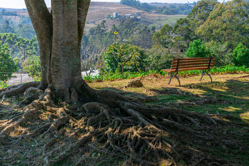 large tree with exposed roots and wooden bench to enjoy the landscape