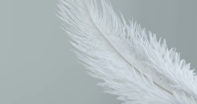 Grey ostrich feather background. Macro. Close up. Selective and blurred focus. Abstraction, texture. Feather swaying in wind.