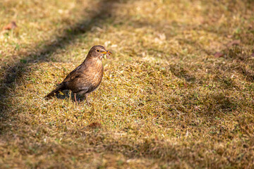 Amsel mit Wurm im Schnabel