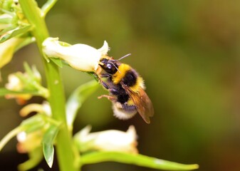 Bumble bee on a flower.