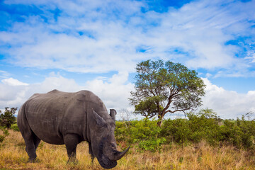 Obraz premium African white rhino with powerful horn