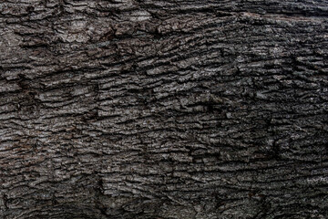 texture and background of the bark of an old tree closeup