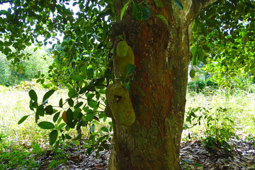 Artocarpus heterophyllus