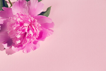 Fototapeta na wymiar Peony flower on colorful background close up. Creative layout.