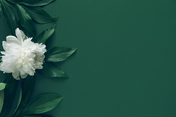 Creative layout made of white peony flowers on green background . Minimal style composition.