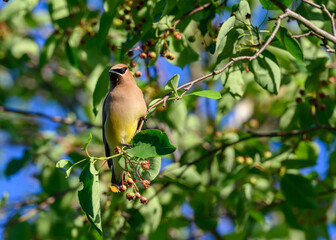 Cedar waxwing feeding on berries in a tree