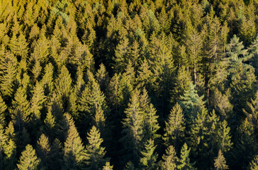 Huge pine forest in Munich near the Alps. Forstenrieder Forst forest used for logging industry in...