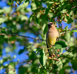 Cedar waxwing feeding on berries in a tree