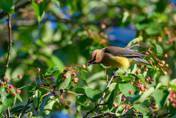 Cedar waxwing feeding on berries in a tree