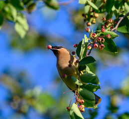 Cedar waxwing feeding on berries in a tree