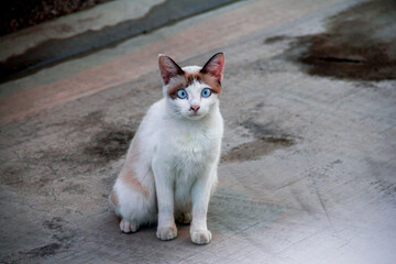 white cat on the roof