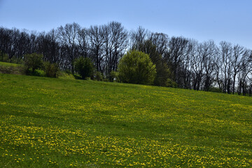 Green field with yellow dandelions