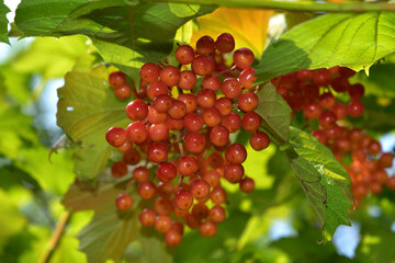red berries of a currant