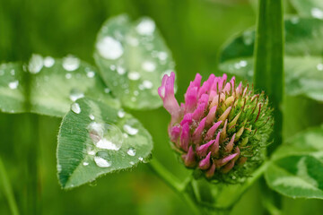 Close-up of leaves with water drops.