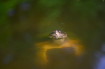 Common snapping turtle in a pond
