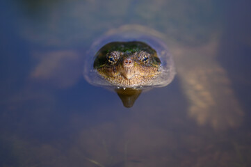 Common snapping turtle in a pond
