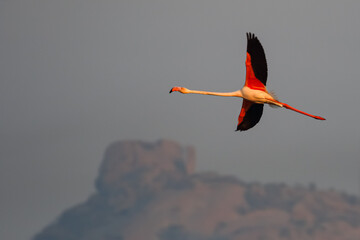 A lesser flamingo in flight with its complete wing span open with beautiful colours at Jawai,...