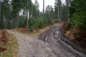 two roads in the woods