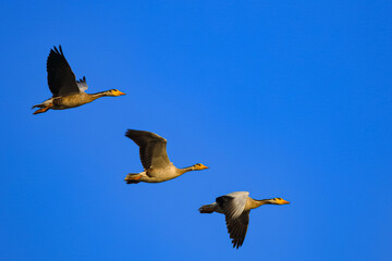 Obraz premium Three bar headed goose flying in a symmetry with blue sky in the background at Jawai, Rajasthan in India
