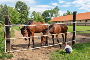 Fototapeta na wymiar Boys playing with a horse at farm