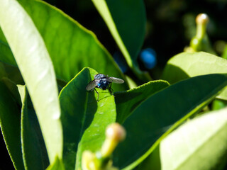 musca domestica houselfy close-up on leaf