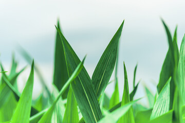 green corn leaves in a field 