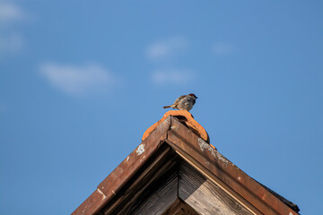 House sparrow sitting on rooftop