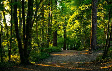 road in autumn forest