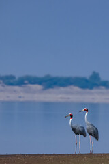 A pair of beautiful Sarus Cranes standing tall together with water and small hills in the background at the wetlands of Jawai with water in the background at Rajasthan in India