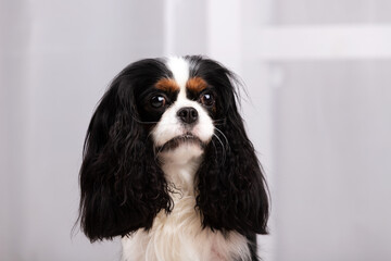 King charles spaniel sits indoor at studio